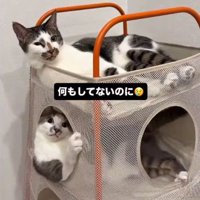 ベッドの上下にいる2匹の猫