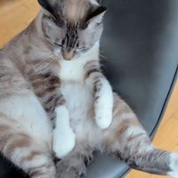 しっぽを揺らす猫