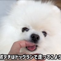 飼い主の指を舐める犬