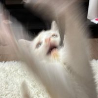 口を開けておもちゃ捕まえようとする猫