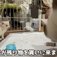 大人猫