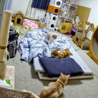 部屋で遊ぶ3匹の猫