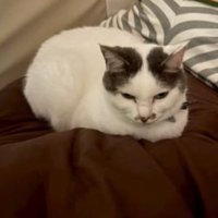 ベッドにいる猫