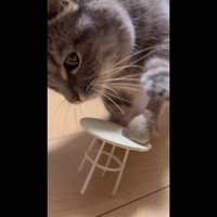 前足で人形にタッチ