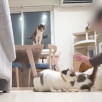 室内にいる猫たち