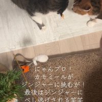 向かい合う2匹の猫