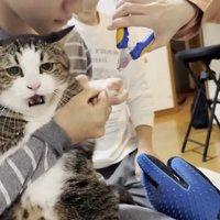 男性に抱っこされて不機嫌な猫