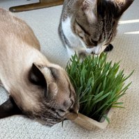 草を食べる2匹の猫2