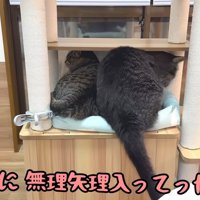 キャットタワーにいる猫と入ろうとする猫