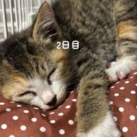 寝ている子猫