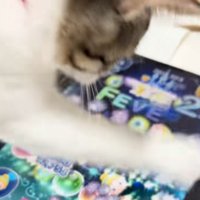 フィーバータイム