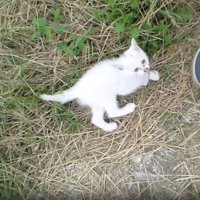 茂みから出てきた子猫