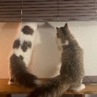 室内にいる猫たち