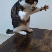 後ろ足を踏ん張る猫