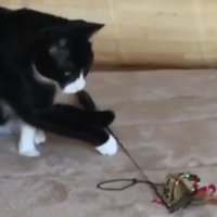 カーペットの上でおもちゃで遊ぶハチワレ猫