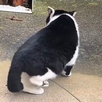 猫の後ろ姿