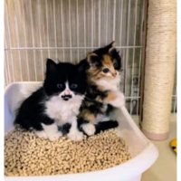 トイレにいる子猫