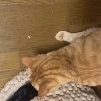 猫ちぐらの穴を覗き込む茶トラ猫