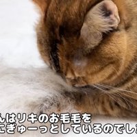 テロップ「リサちゃんは～」