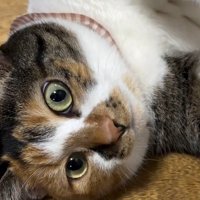 床に寝そべっている猫