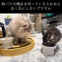 子猫のごはんを見る猫
