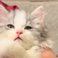 目を細めて眠たそうな表情を浮かべるてん君