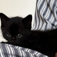 抱っこされてカメラ目線の子猫