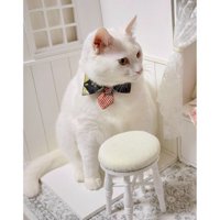 ドール部屋にいる猫