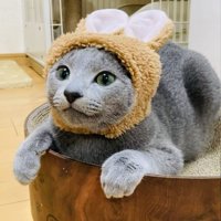 うさぎの被り物を被って爪とぎボウルに座るロシアンブルー