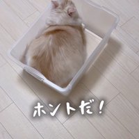 ケースに入る猫