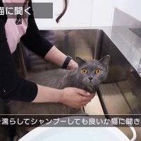 まずは猫に聞く
