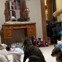 猫全員が座っている