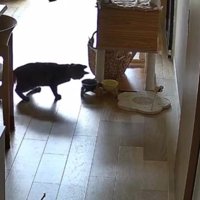 猫とごはん皿