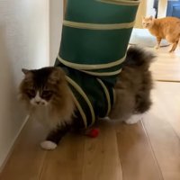 トンネルを背負って歩く姿