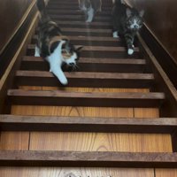 階段を降りる猫たち