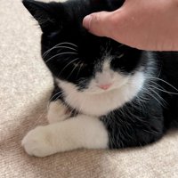 飼い主に頭を撫でられる猫