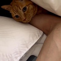 布団の中で男性にもたれかかる猫