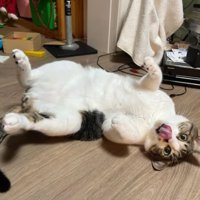 ヘソ天している猫