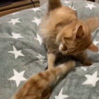 拳を振り上げる子猫