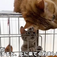 ケージの中の子猫とケージの上に乗っている猫