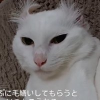 耳毛がパヤパヤな猫
