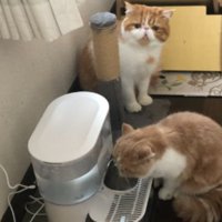 水を飲んでいる猫たち