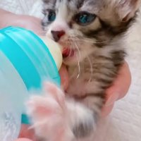 ミルクを飲んでいる子猫