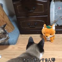 人形をガン見する猫