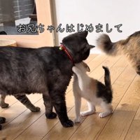 黒い猫に近づく子猫