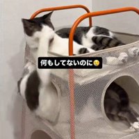 下段の猫の前足が上段の猫の顔の中央に当たる様子