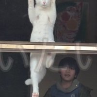 網戸に顔を押し付ける猫