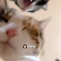 噛もうとする猫