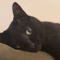 リラックスしながら飼い主を見つめる猫