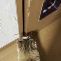 ドアを見つめる猫の写真2
